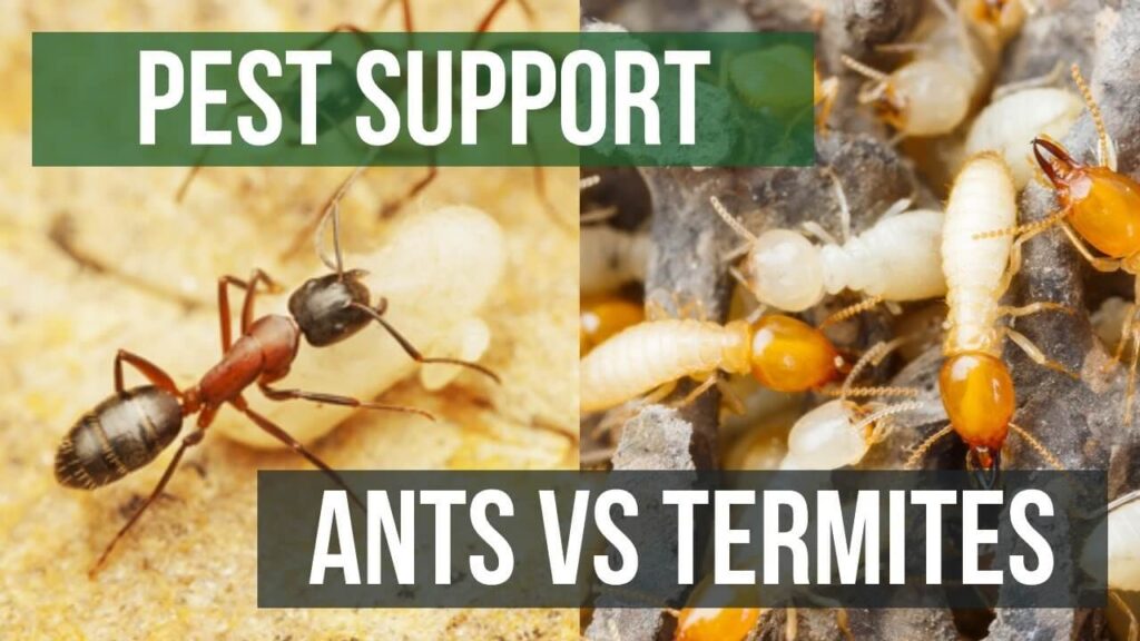 Key Differences to Remember of Baby Termites vs Ants: