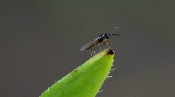 Flying Ants in Texas 2025 | Ants with Wings in Texas