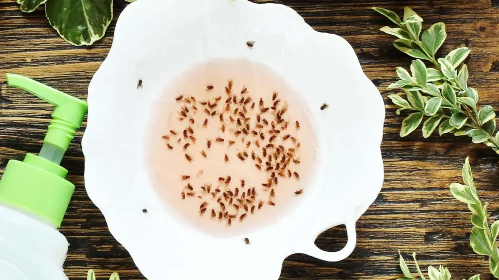 Ways to Get Rid of Gnats Inside the House