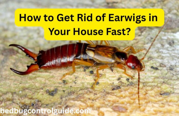 Are Earwigs Dangerous?