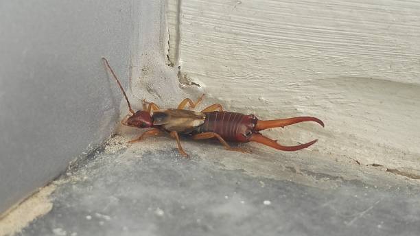Are Earwigs Dangerous or Poisonous to Humans and Dogs?