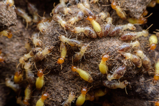 Baby Termite Treatment Services?