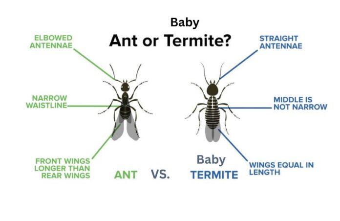 Baby Termites vs Ants: How to Tell the Difference