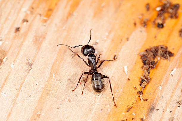 Black Ants