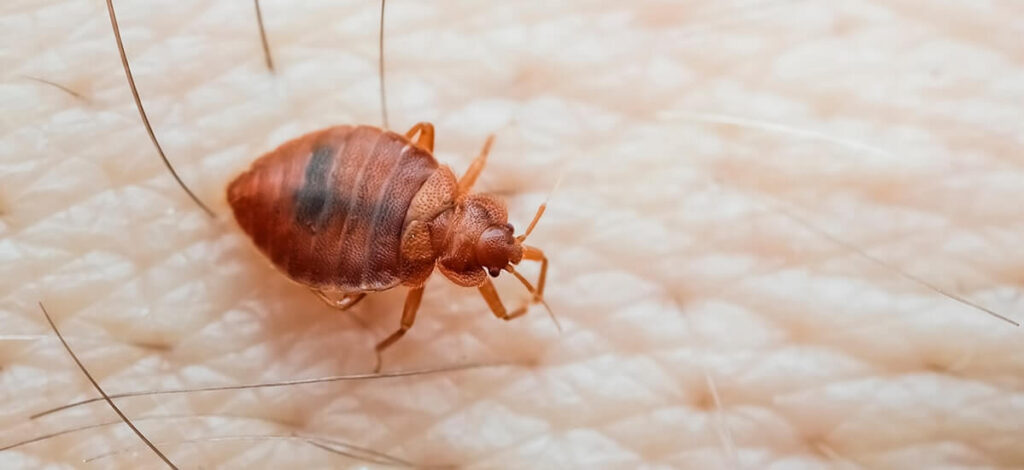 Can Bed Bugs Fly?