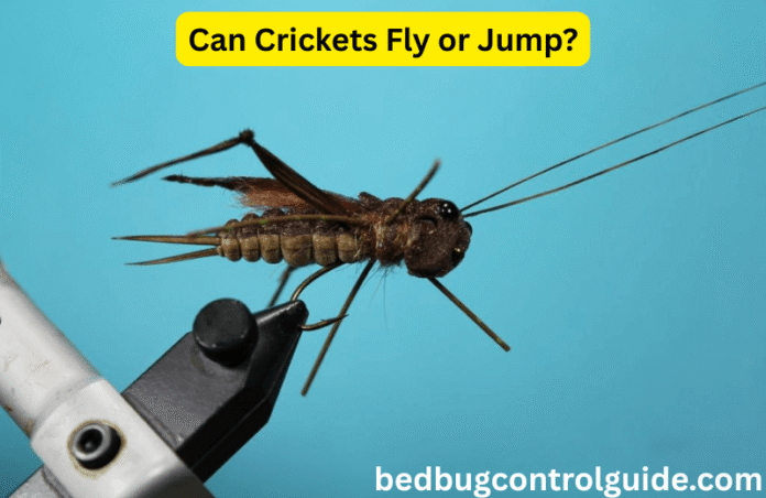 Can Crickets Fly or Jump? All You Need to Know in 2025