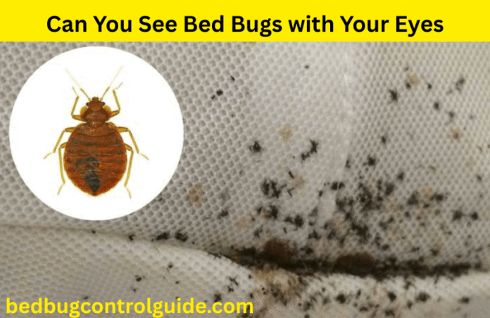 Can You See Bed Bugs with Your Eyes? Size, Identification, Removal, Prevention