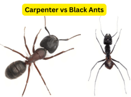 Carpenter Ants vs Black Ants: Appearance, Behavior & Life Cycle Differences