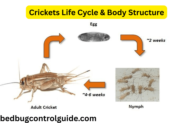 Life Cycle: From Egg to Winged Adult