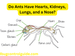 Do Ants have Hearts, Kidney, Lungs, and Nose - Pest Control Guide