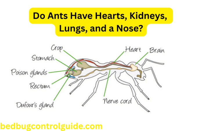 Do Ants have Hearts, Kidney, Lungs, and Nose - Pest Control Guide