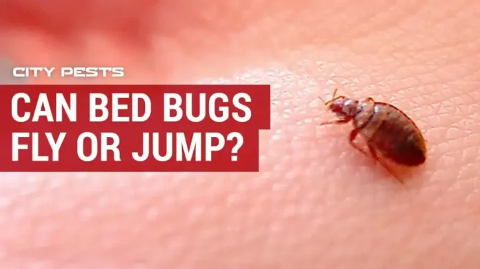 Do Bed Bugs Fly or Jump? How to Get Rid of Bed Bugs in a House 2025