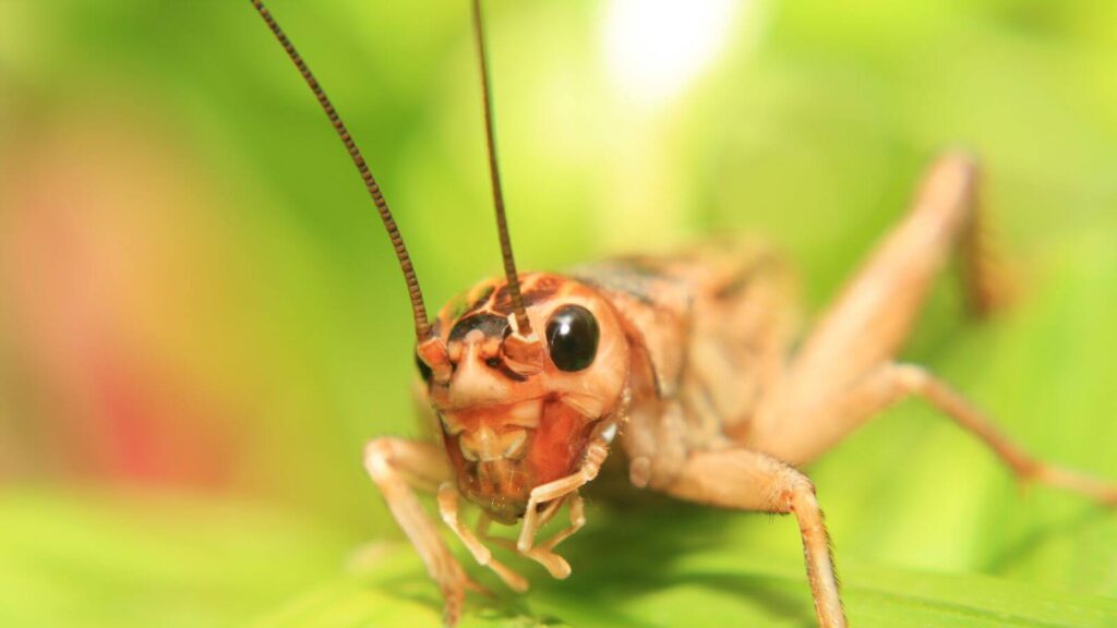 Do Crickets Fly?