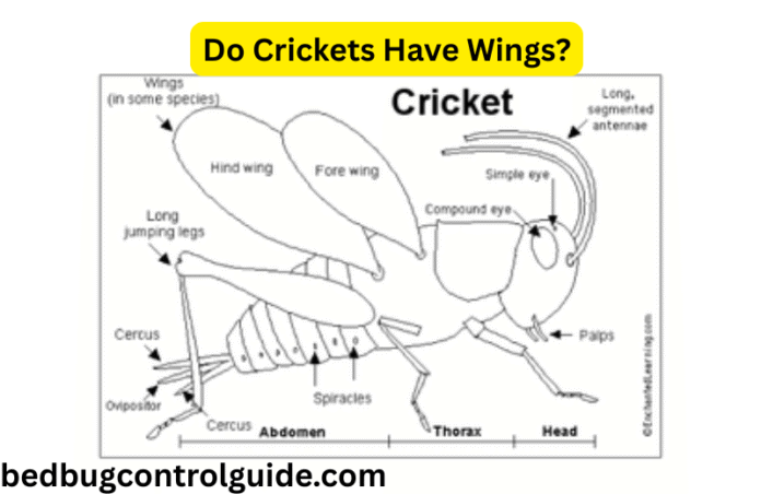 Do Crickets Have Wings: Identification, Behavior & Life Cycle