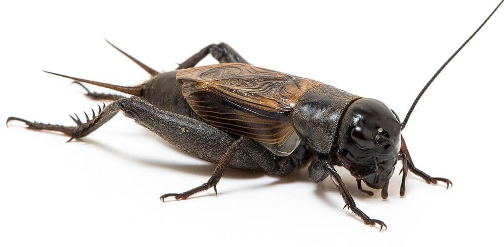 Do Crickets Prefer Jumping or Flying?