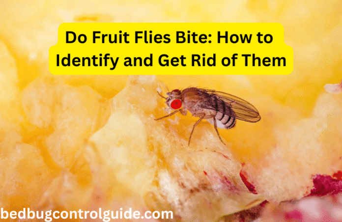 Do Fruit Flies Bite: How to Identify and Get Rid of Them in the House