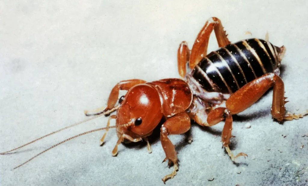 How to Get Rid of Jerusalem Crickets?