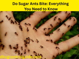 Do Sugar Ants Bite: Everything You Need to Know in 2025