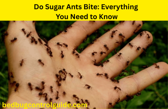 Do Sugar Ants Bite: Everything You Need to Know in 2025