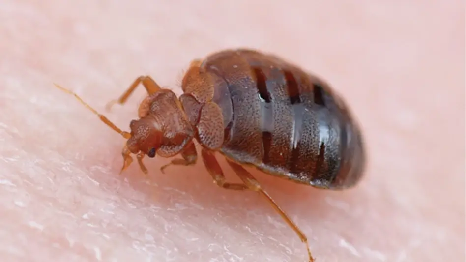 How Do Bed Bugs Move? Do the Bed Bugs Fly