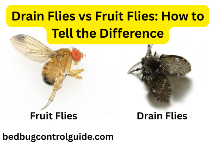 Drain Flies vs Fruit Flies: How to Tell the Difference in 2025