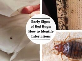 Early Signs of Bed Bugs? How to Find Signs