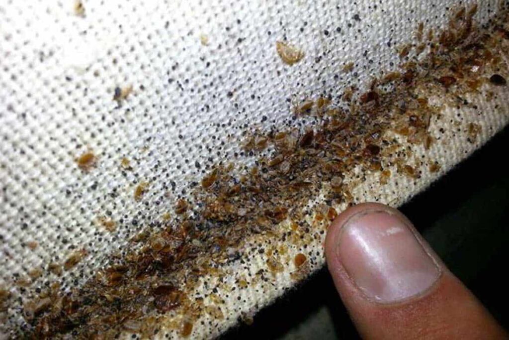 Factors That Affect Bed Bug Extermination Costs?