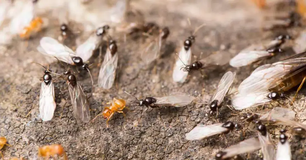 What Are Flying? Flying Ant Texas