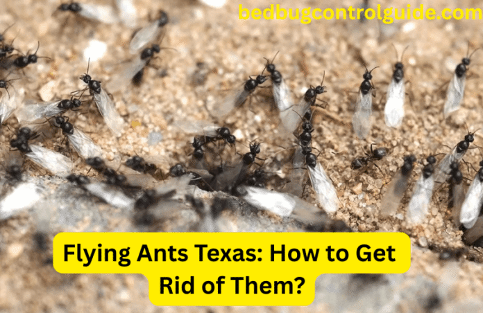 Flying Ants Texas: Everything You Need to Know in 2025