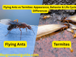 Flying Ants vs Termites: Appearance, Behavior & Life Cycle Differences