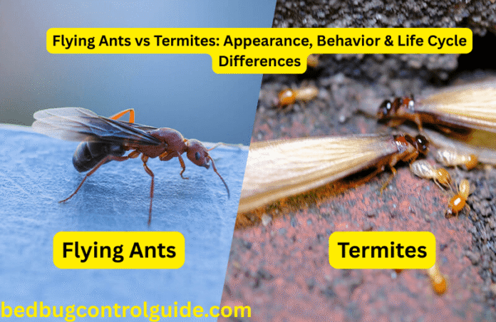 Flying Ants vs Termites: Appearance, Behavior & Life Cycle Differences