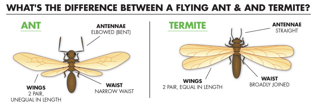 Flying Ants vs Termites Life Cycle Differences
