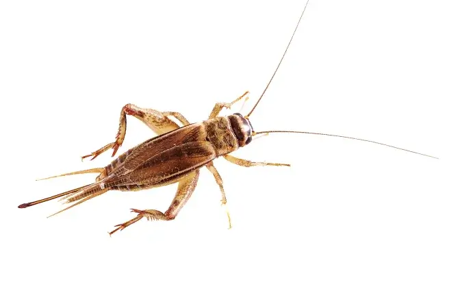 Flying Crickets?