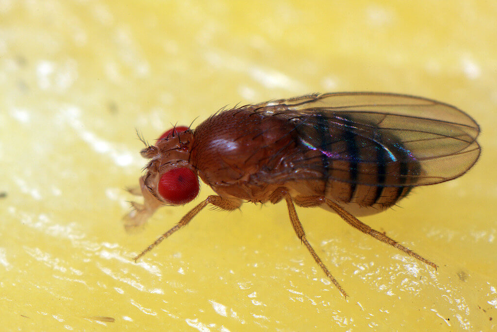 Fruit Flies | Fruit Flies Spray | Fruit Flies Bite | Are Fruit Flies Harmful