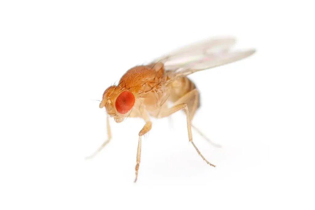 Prevention Tips for Fruit Flies