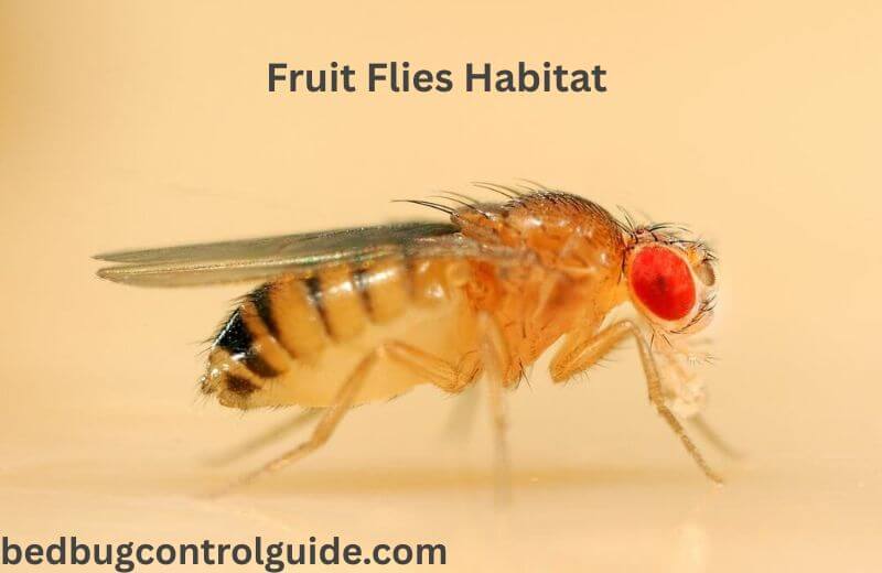 Fruit Flies’ Habitat 