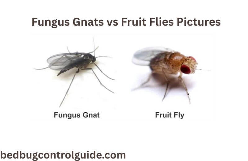Key Differences of Fungus Gnats vs Fruit Flies