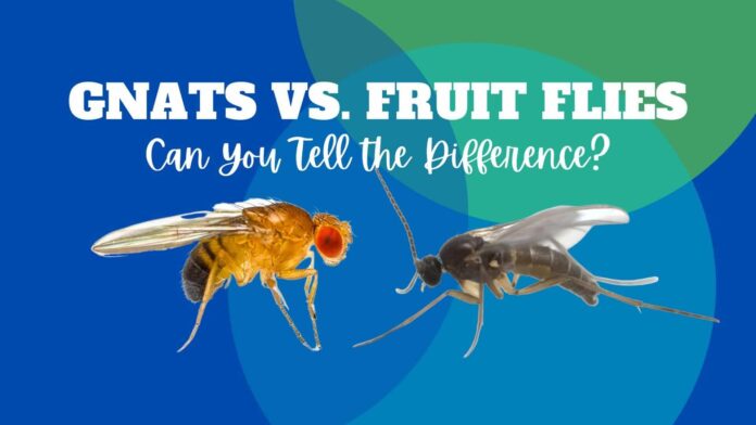 Fruit Flies vs Gnats: How to Tell the Difference in 2025