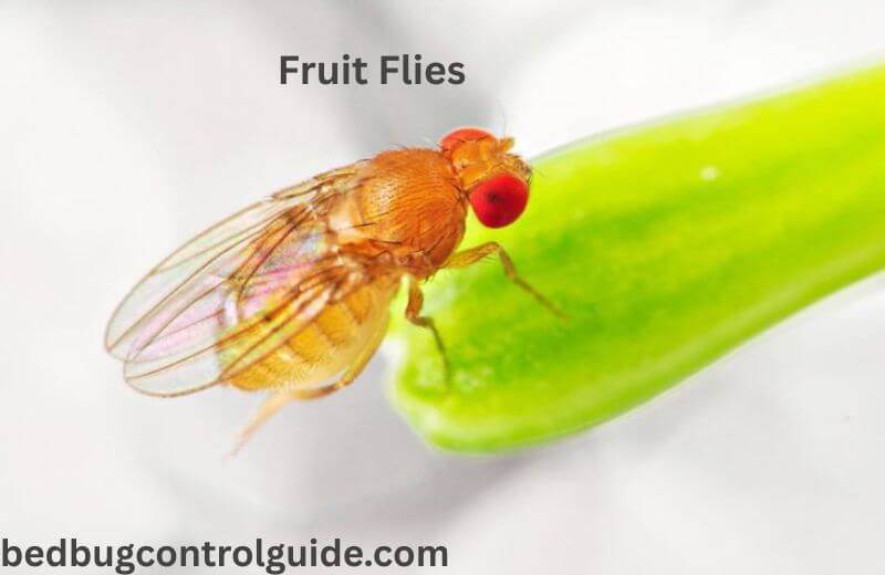 Getting Rid of Fruit Flies