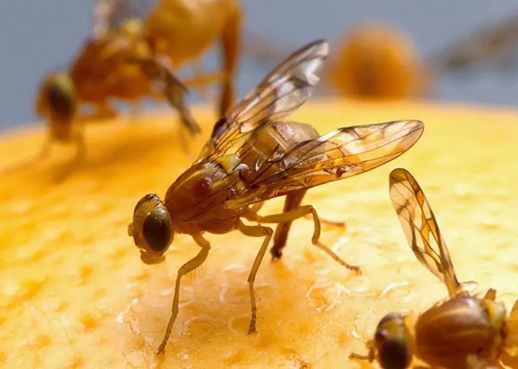 Fruit Fly Bites | Why are Fruit Flies Biting Me
