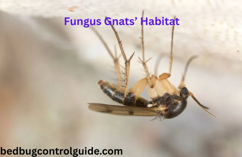 Fungus Gnats’ Habitat 