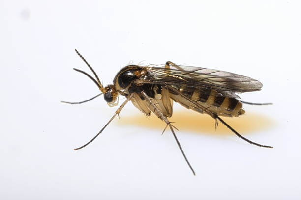 Control Adult Fungus Gnats | Fungus Gnats Treatment