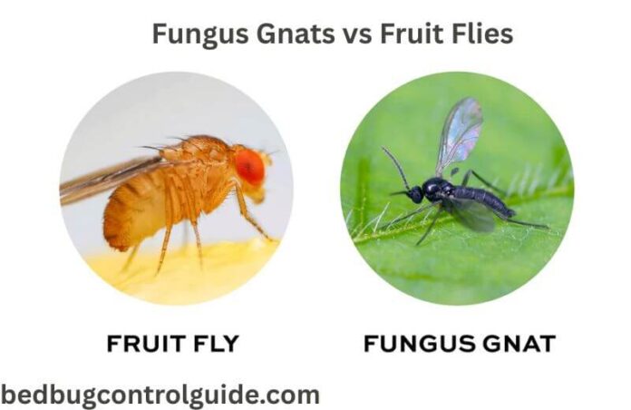 Fungus Gnats vs Fruit Flies | Fungus Gnats vs Fruit Flies Pictures