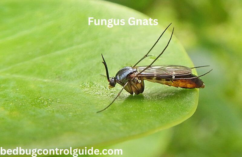 Getting Rid of Fungus Gnats
