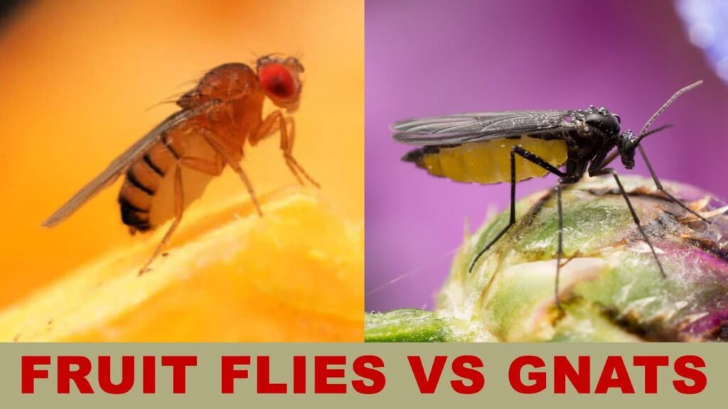 Key Differences of Gnats vs Fruit Flies