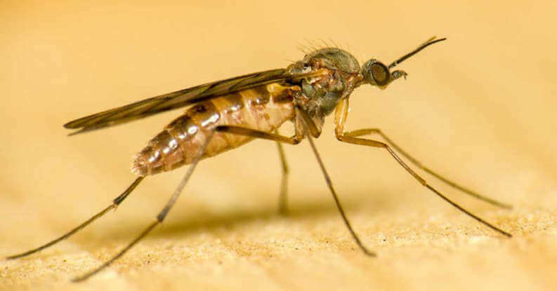 Gnats or Fruit Flies | Gnats Killer | Gnats Bite | How to Get Rid of Gnats | Gnats vs fruit flies | Gnats in House | Gnats Landing