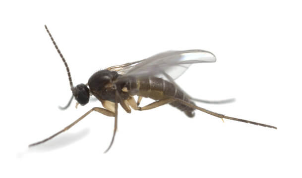 How to Control Adult Fungus Gnats