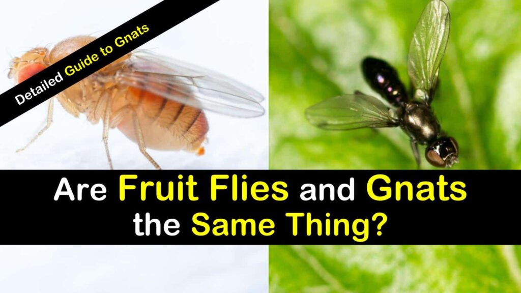 Fruit Flies vs Gnats: Habitat and BehaviorÂ