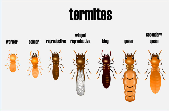 How Big Are Termites? How to Identify Termites and Treatment