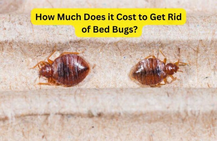 How Much Does it Cost to Get Rid of Bed Bugs?